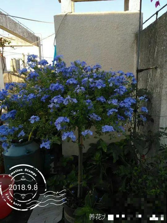 夏天的耐晒开花机器，越热开花越多，家里有一棵就够了！