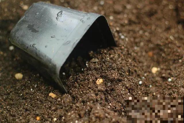路边不起眼的是宝贝,捡到养花就是宝,养花多年不换盆! 路边不起眼的是宝贝,捡到养花就是宝,养花多年不换盆!