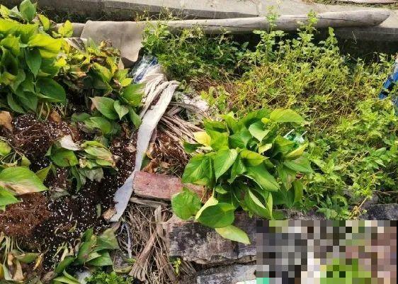 路边也能捡到“宝”,回家养一养,开成宝贝花! 路边也能捡到“宝”,回家养一养,开成宝贝花!