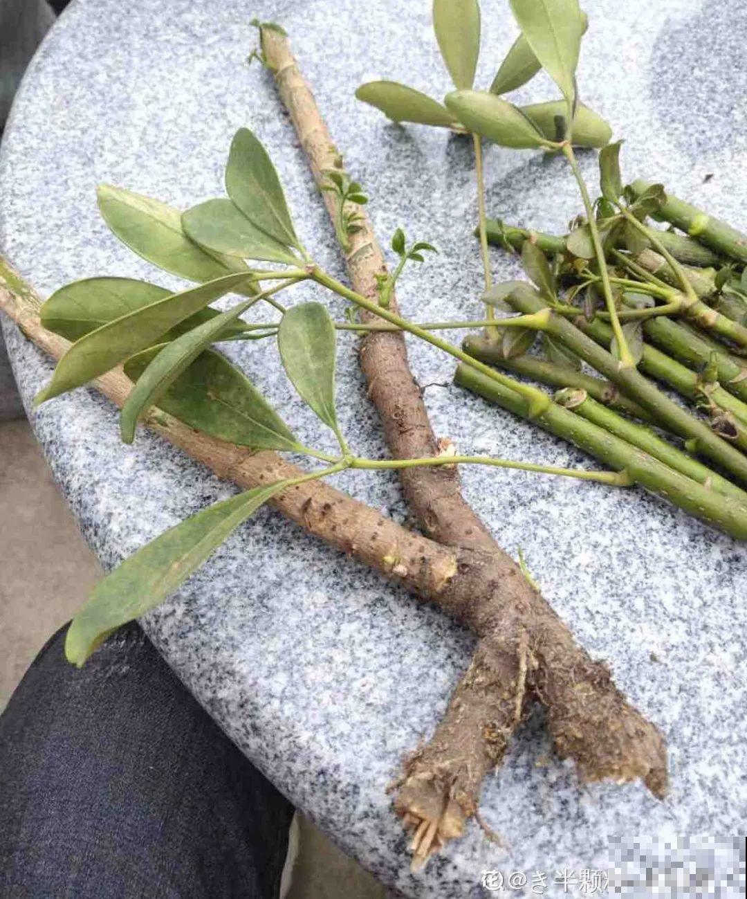 你扔的花,我捡回家,半个月起死回生! 你扔的花,我捡回家,半个月起死回生!