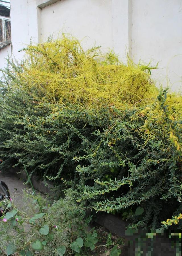 4种花就是吸血鬼，不能被缠上，否则死翘翘