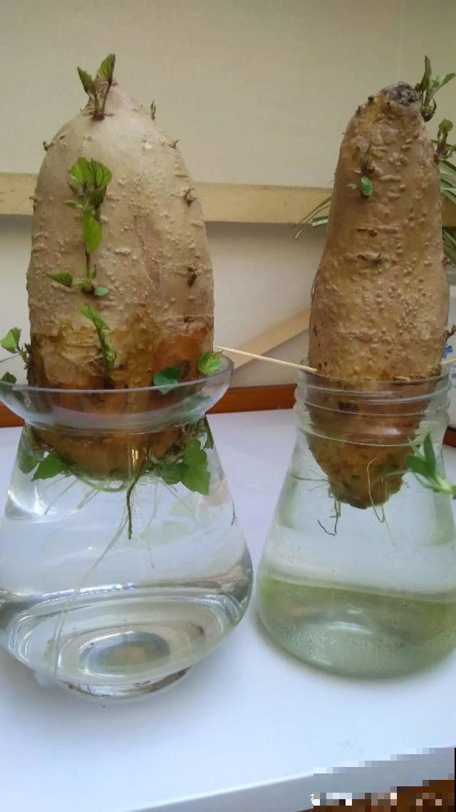 玉米掰一半，泡水里长成绿植，比花还美