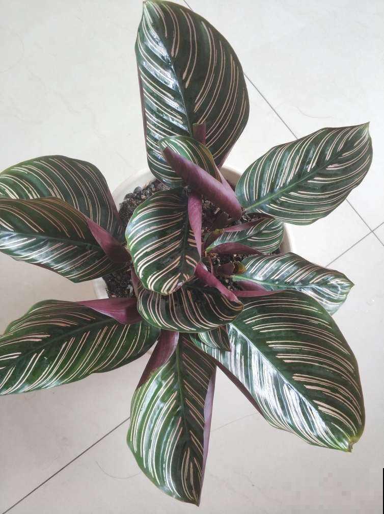 竹芋叶子像彩虹,耐阴耐潮,淋个雨还能长爆盆 竹芋叶子像彩虹,耐阴耐潮,淋个雨还能长爆盆