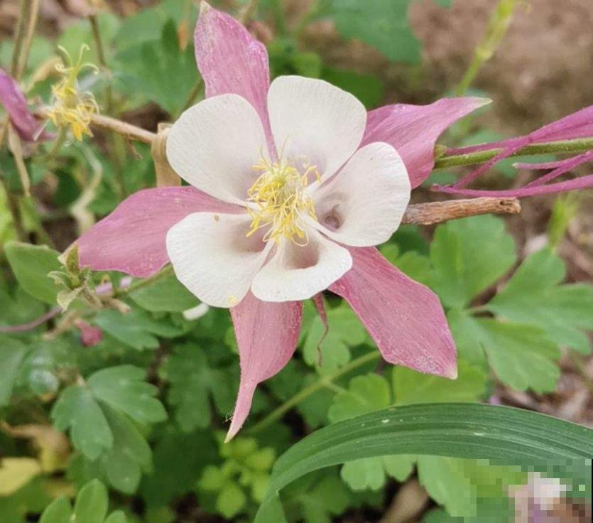 耧斗菜太“乖”,咋养都省心,懒人必备! 耧斗菜太“乖”,咋养都省心,懒人必备!