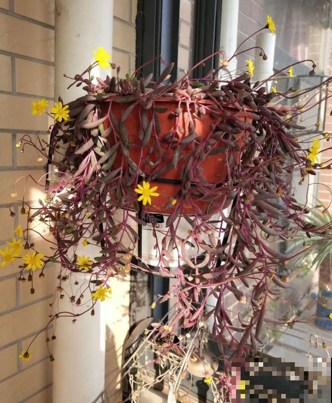 5种多肉，吊起来养，长成一面瀑布太霸气！