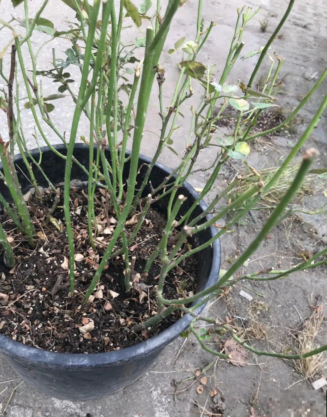 花堆成山,捡到手软,大麻袋都装不下了! 花堆成山,捡到手软,大麻袋都装不下了!