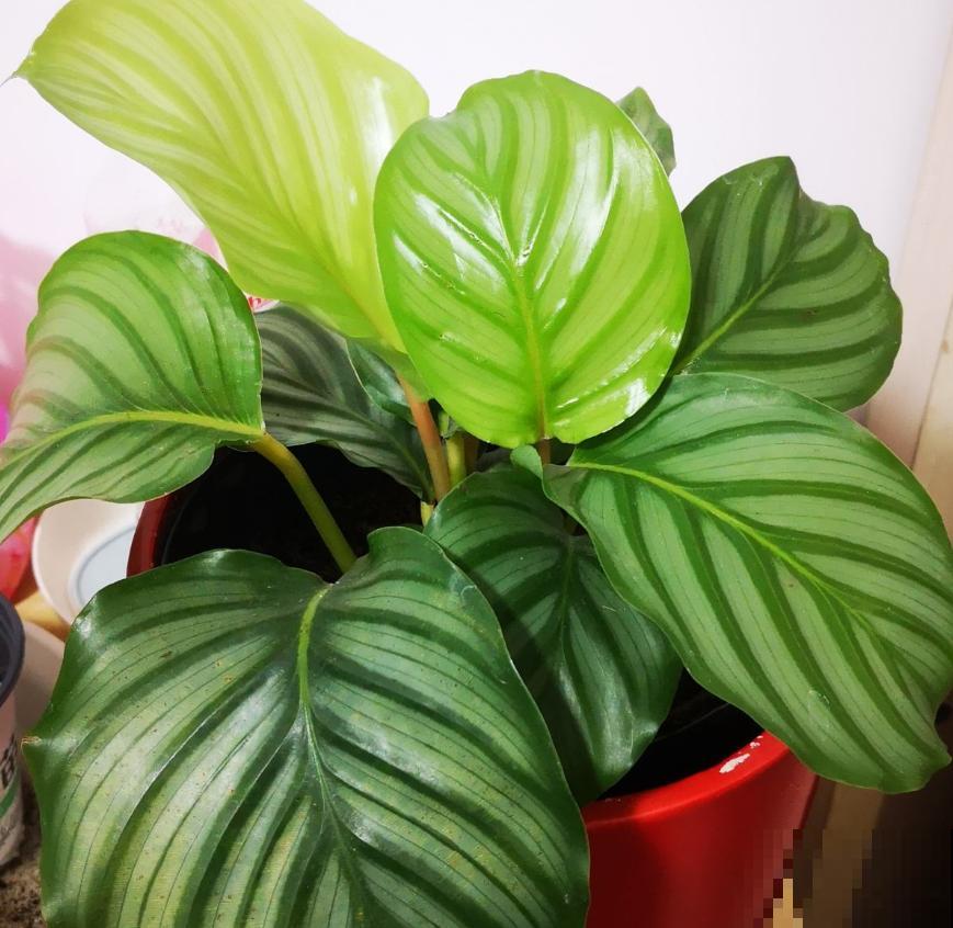 这4种花就是大水缸，越浇水越疯长，一缺水就枯了！