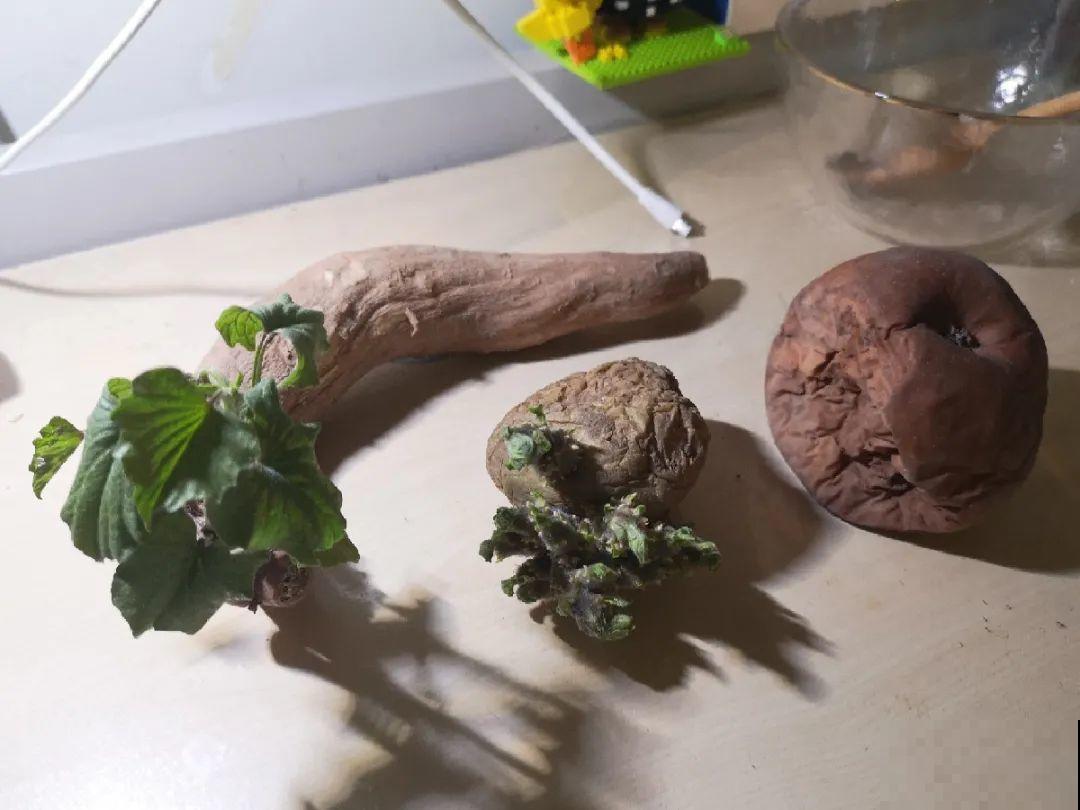 3个月后才回家，家里的花疯了，墙缝、房顶都爬满！