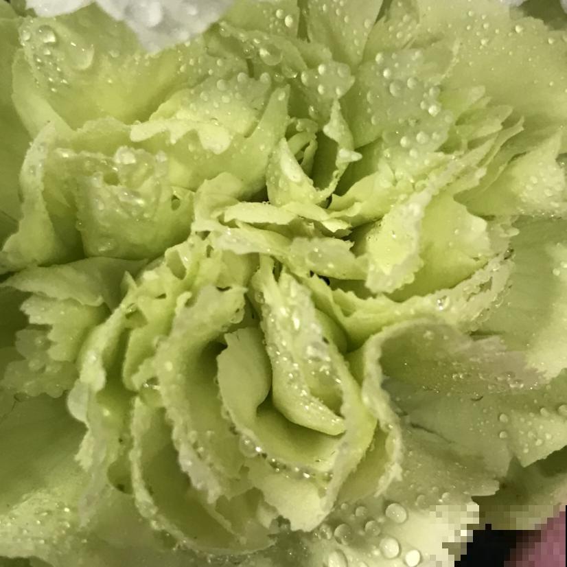 养花不走寻常路,这5种绿色花卉,养在家里特清新! 养花不走寻常路,这5种绿色花卉,养在家里特清新!