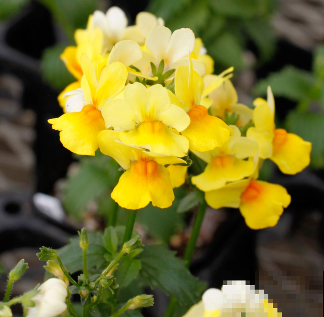 阳台新宠龙面花,花量超大颜色多,四季都开不停! 阳台新宠龙面花,花量超大颜色多,四季都开不停!