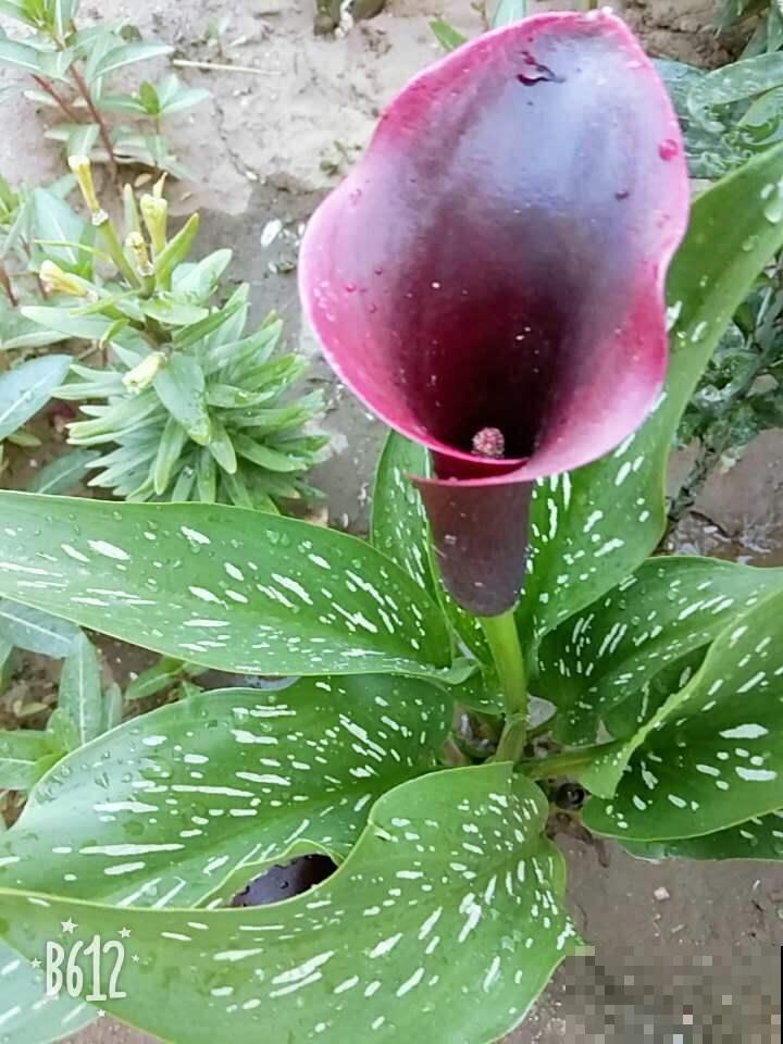 这些花一个比一个好看,但是大家都不喜欢,难道是不吉利? 这些花一个比一个好看,但是大家都不喜欢,难道是不吉利?