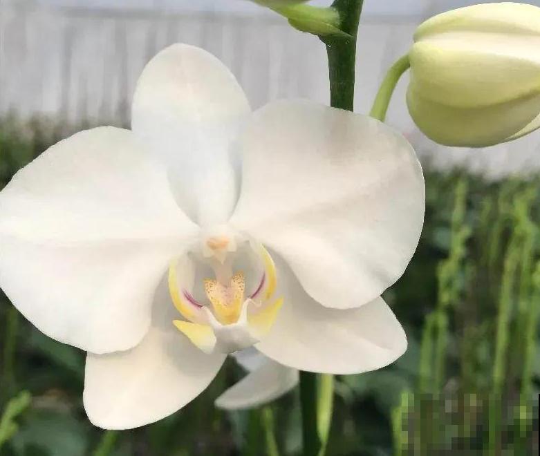 今年最火网红花，一次能开4个月，枝条挂满花蝴蝶！