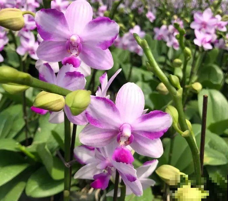 今年最火网红花，一次能开4个月，枝条挂满花蝴蝶！