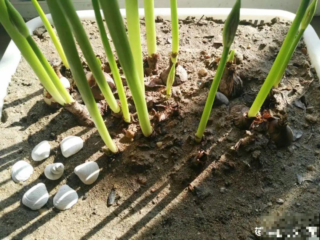 11种花,下个月就开花,现在养护是关键! 11种花,下个月就开花,现在养护是关键!