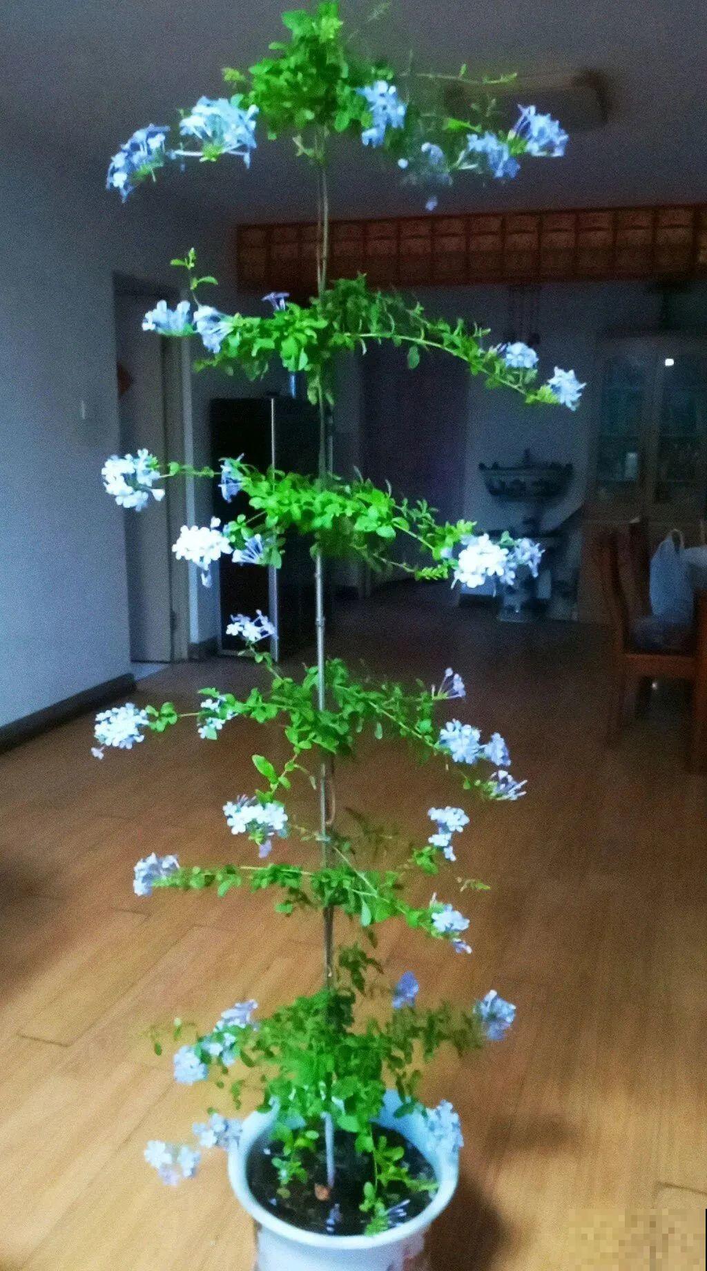 8根筷子绑一起,2个月变老桩,让你爱不释手! 8根筷子绑一起,2个月变老桩,让你爱不释手!