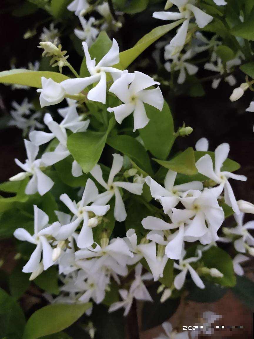 风车茉莉又叫“络石藤”,院子里的爬墙高手,呼呼开满一面墙 风车茉莉又叫“络石藤”,院子里的爬墙高手,呼呼开满一面墙