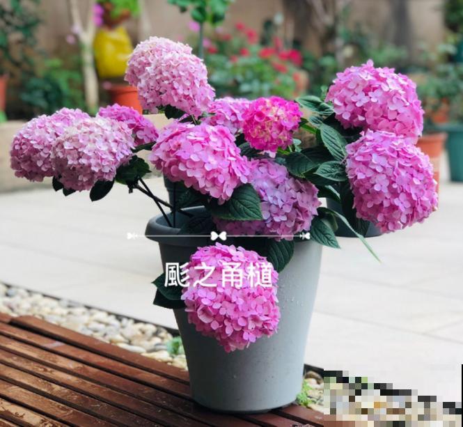 养花不要贪多，只选一个最好的品种，随便养养就爆盆！