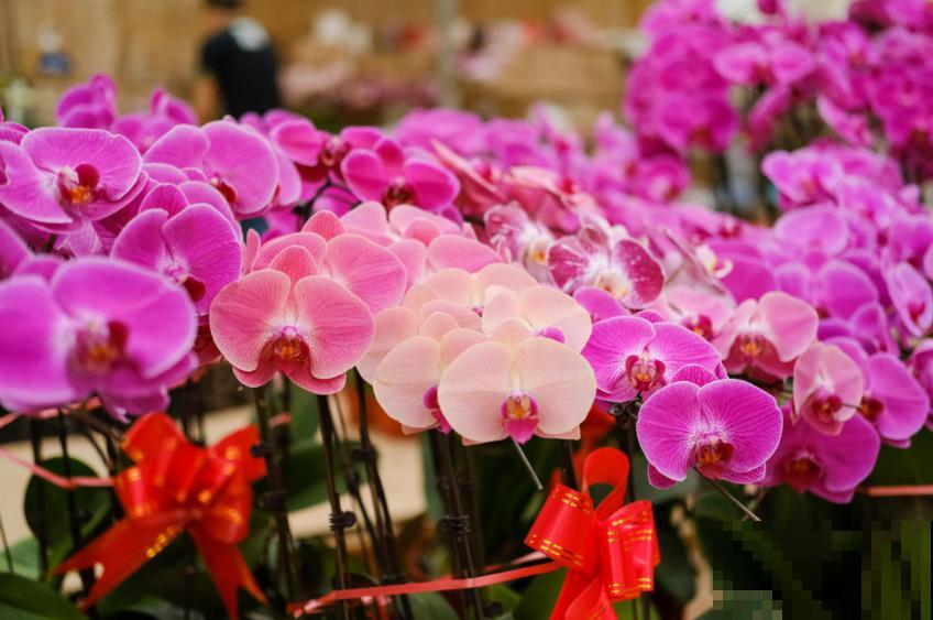 秋天养盆蝴蝶兰，种出年宵花，省钱到家了！