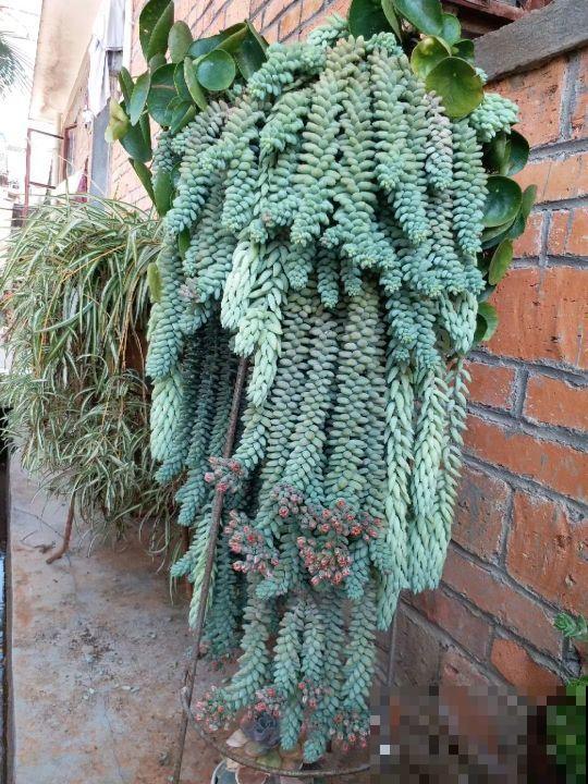 5种多肉，吊起来养，长成一面瀑布太霸气！