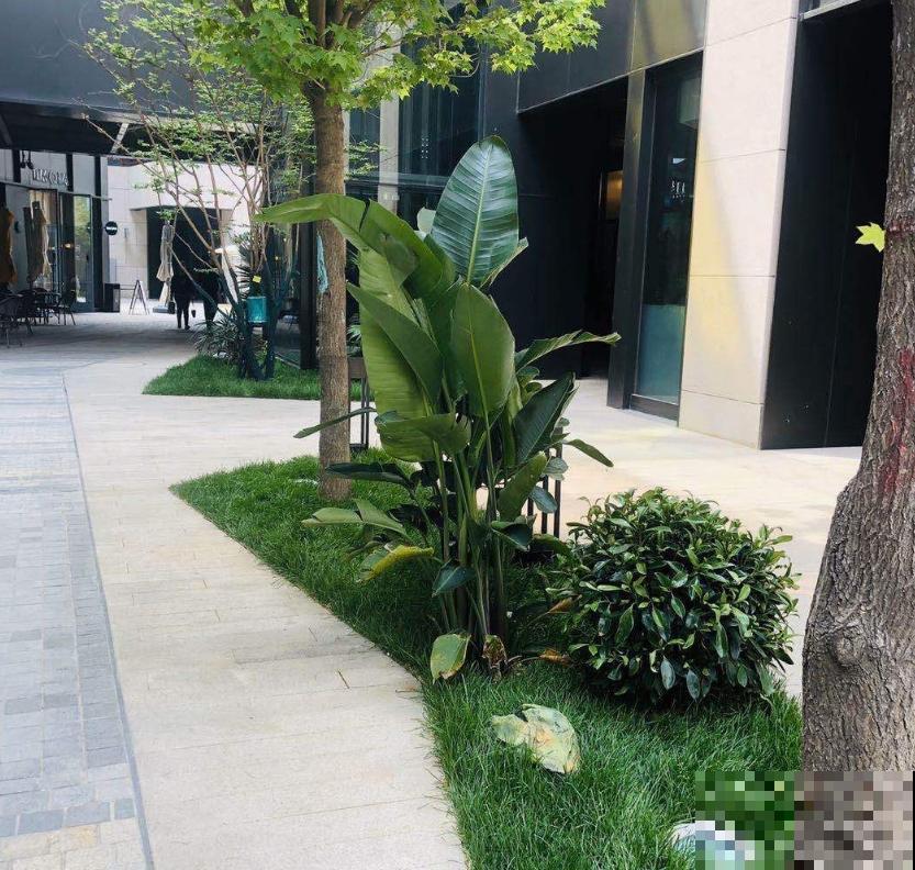 高大威猛的旅人蕉,室内养一盆,热带风情满满! 高大威猛的旅人蕉,室内养一盆,热带风情满满!