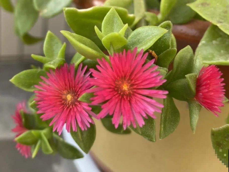 24种植物“净化器”,每个房间养一盆,太值了! 24种植物“净化器”,每个房间养一盆,太值了!