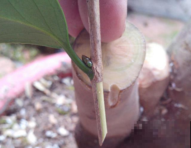 不会嫁接?学会这几步,轻轻松松拥有桂香满园! 不会嫁接?学会这几步,轻轻松松拥有桂香满园!