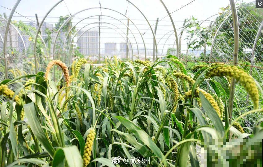 重庆一家企业,楼顶用来种菜养花,佩服! 重庆一家企业,楼顶用来种菜养花,佩服!