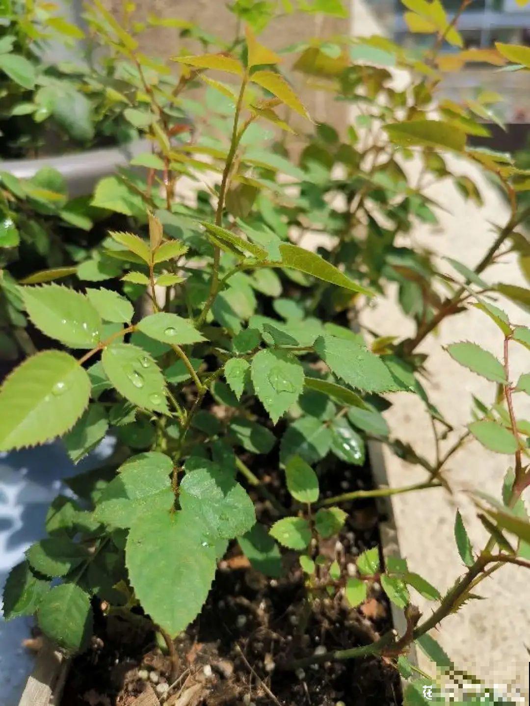 6种花,现在长的快,多浇水、勤施肥! 6种花,现在长的快,多浇水、勤施肥!