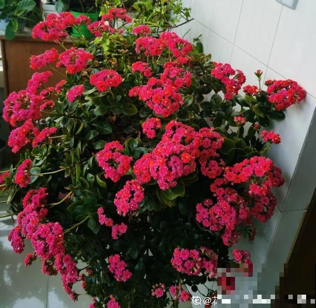 8种花,养小不养老,越老开花越少! 8种花,养小不养老,越老开花越少!