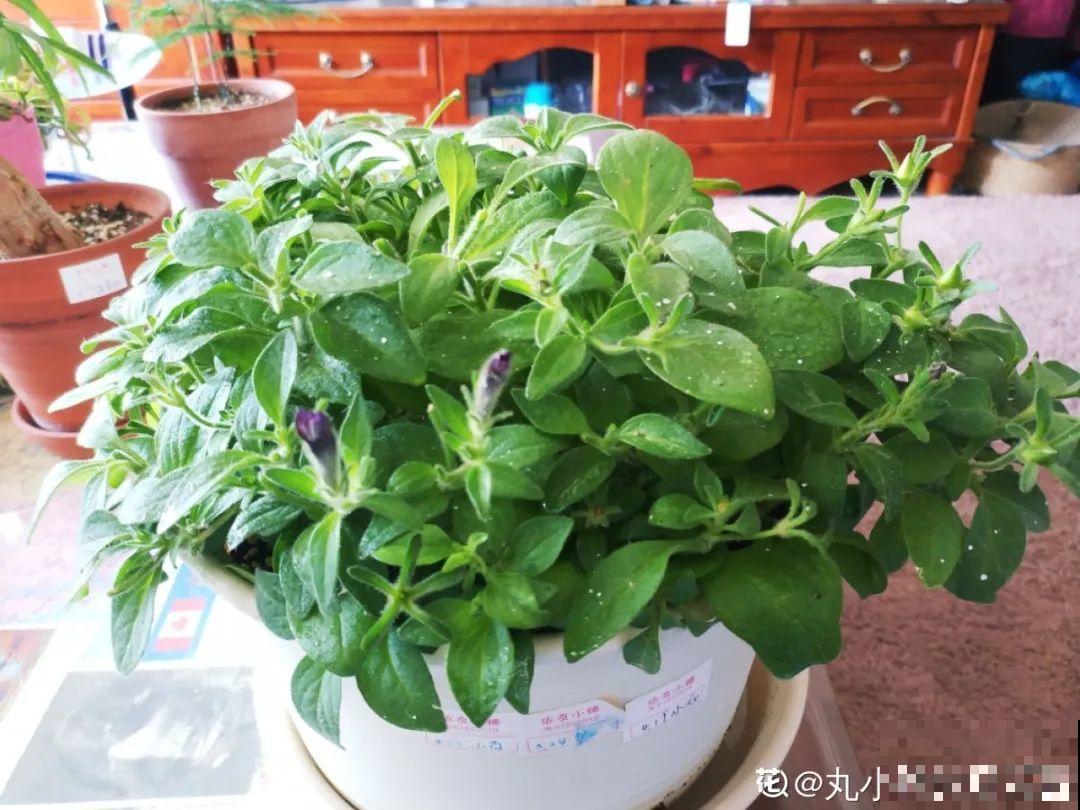 立秋后就养它，下个月爆盆，开花5、6次！