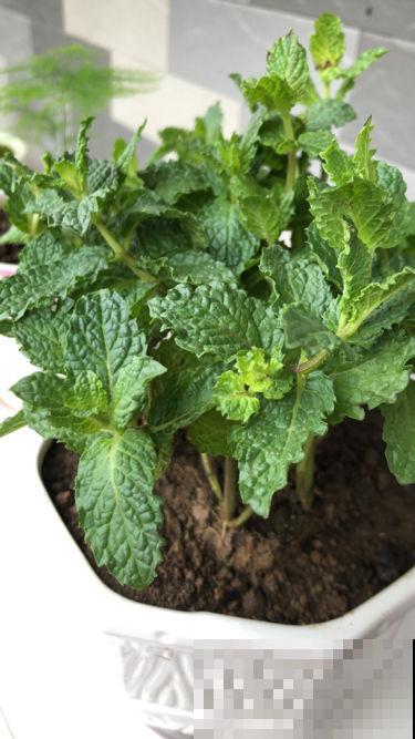 夏天养香草,摘下叶子能泡茶,还能清热解毒! 夏天养香草,摘下叶子能泡茶,还能清热解毒!