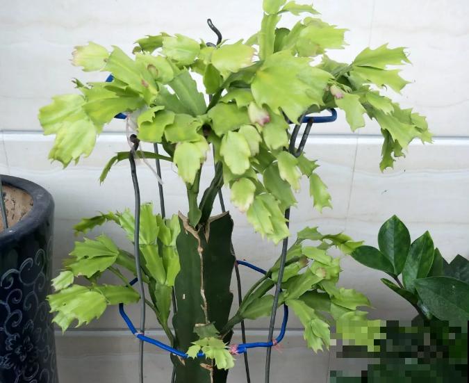 换盆扦插要抓紧，现在正是最佳时期，再晚来不及了！