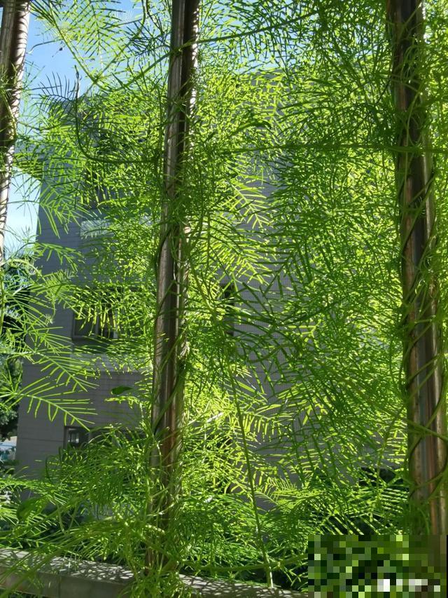 4种花就是吸血鬼，不能被缠上，否则死翘翘