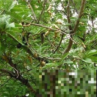 路边常见的行道树,种子捡回家,就能种出小盆栽 路边常见的行道树,种子捡回家,就能种出小盆栽