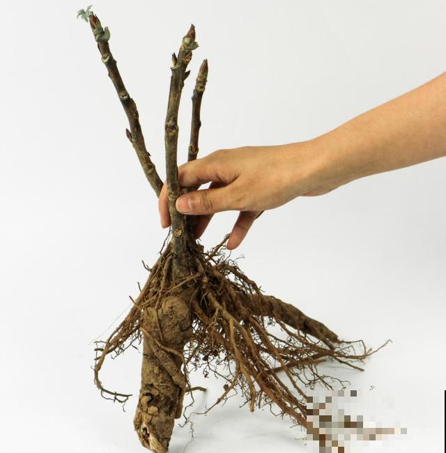 这花只能秋天养,埋土里就活,晚了再等一整年! 这花只能秋天养,埋土里就活,晚了再等一整年!