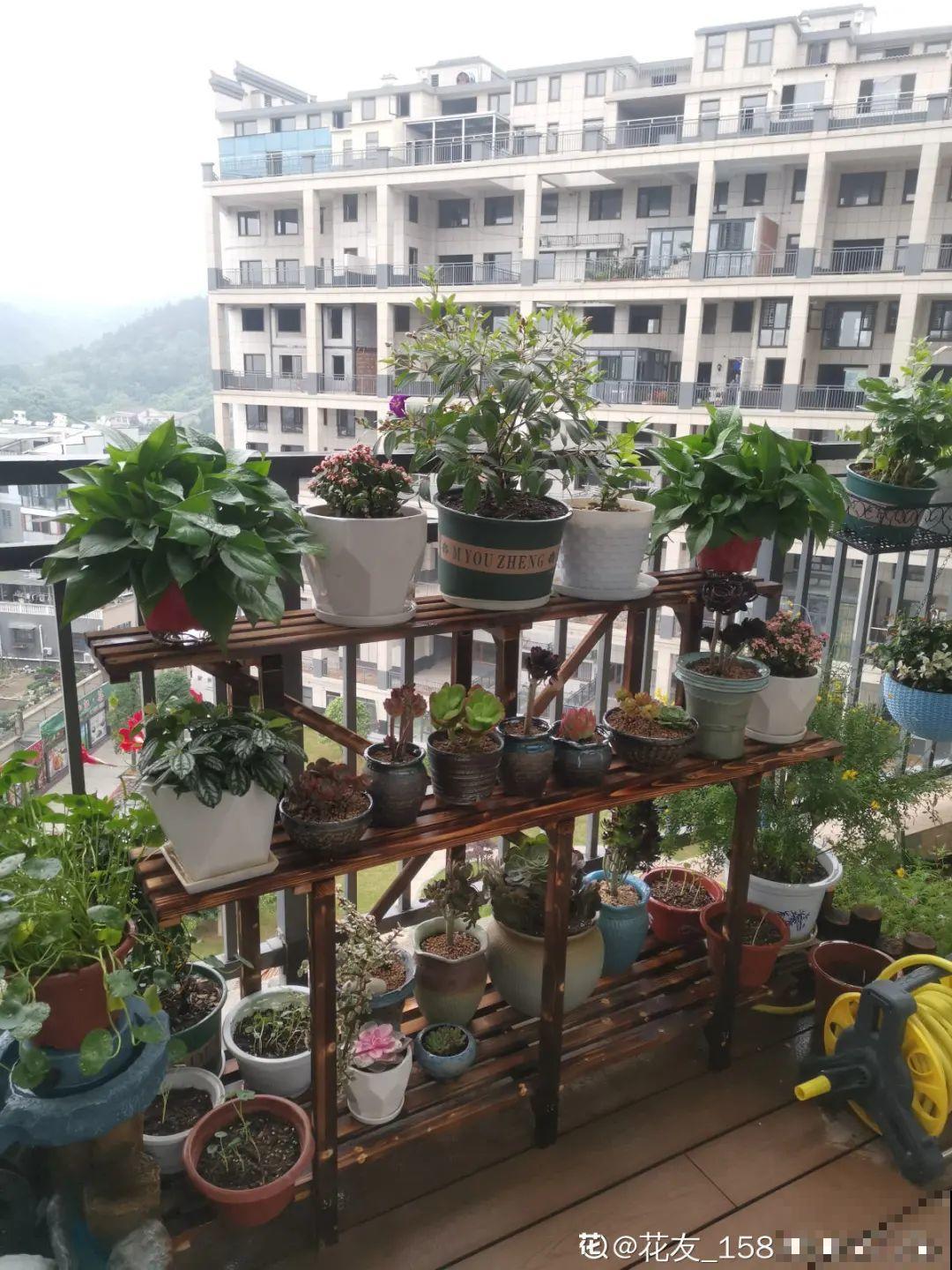 家里4个角落别浪费，分别养些好看的花，一年就能变花园！