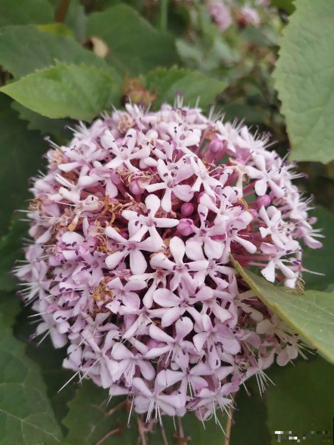 8种花再好看也别养,臭气熏天,恶心得吃不下饭! 8种花再好看也别养,臭气熏天,恶心得吃不下饭!