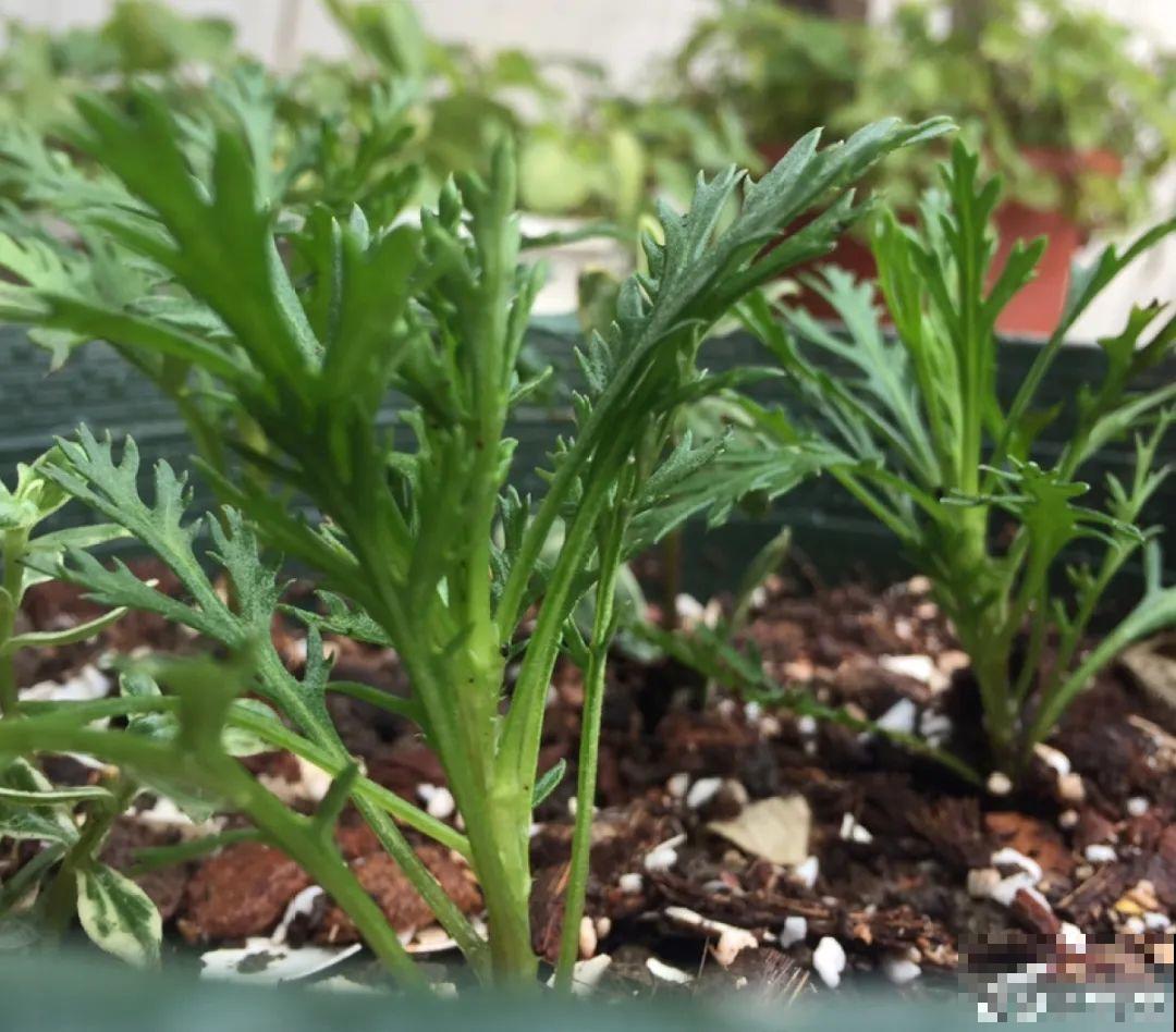 8种花,养小不养老,越老开花越少! 8种花,养小不养老,越老开花越少!