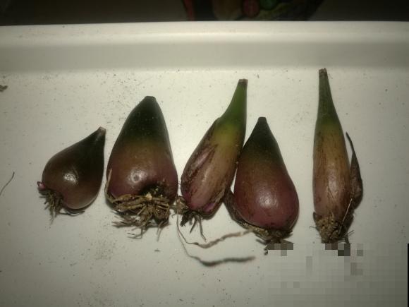 5种罕见植物，只长一片叶子一根茎，价值却很珍贵！