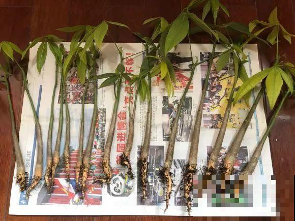 种花赚钱？要是有块地，真的发财了！