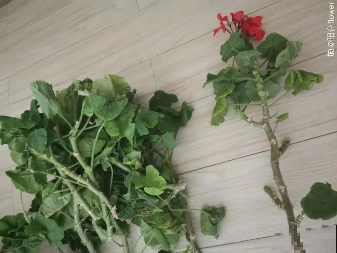 你扔的花,我捡回家,半个月起死回生! 你扔的花,我捡回家,半个月起死回生!