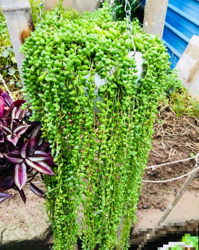 5种多肉，吊起来养，长成一面瀑布太霸气！