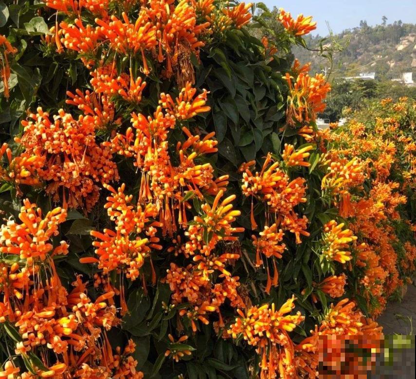 “一点就炸”的炮仗花，爬墙特厉害，想要花墙的来！