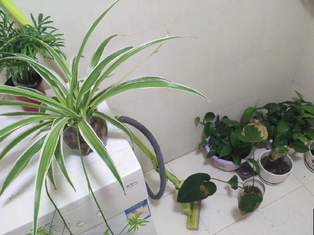 出门前，DIY个浇水神器，花就不会渴死了！