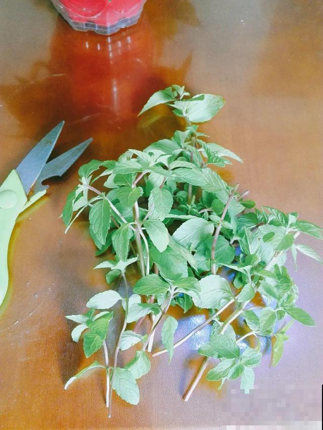 8种花要舍得掐,才能越长越旺盛 8种花要舍得掐,才能越长越旺盛