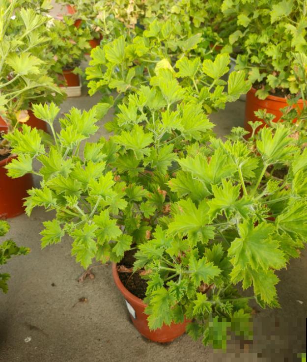 这些花马上就苏醒了,赶紧一瓢水浇透,个子立马蹿一截! 这些花马上就苏醒了,赶紧一瓢水浇透,个子立马蹿一截!