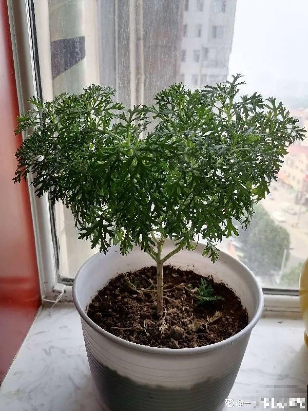 秋老虎来了，9种花进入“死期”，切莫大意！