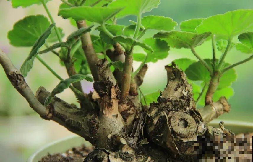 8种花,养小不养老,越老开花越少! 8种花,养小不养老,越老开花越少!