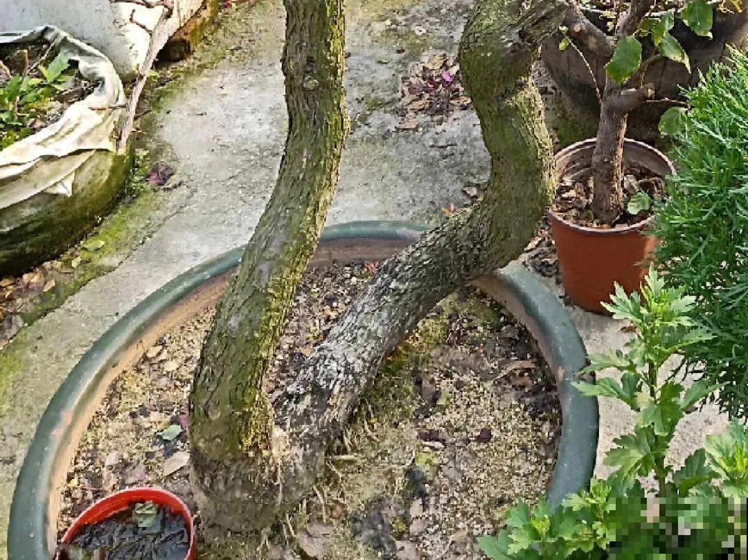 养花不一定要用大花盆，8种花要换小盆，挤着养才能长好