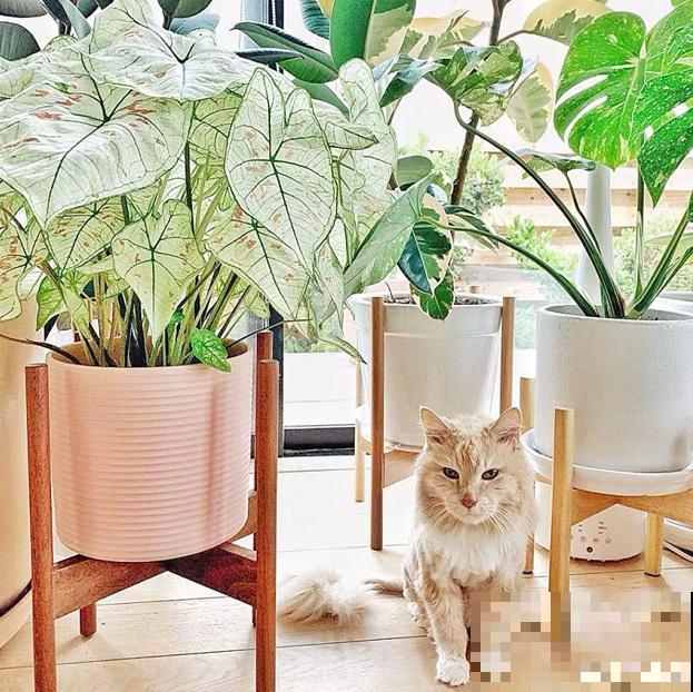 5种网红植物，叶子粉粉嫩嫩，耐阴又好养！